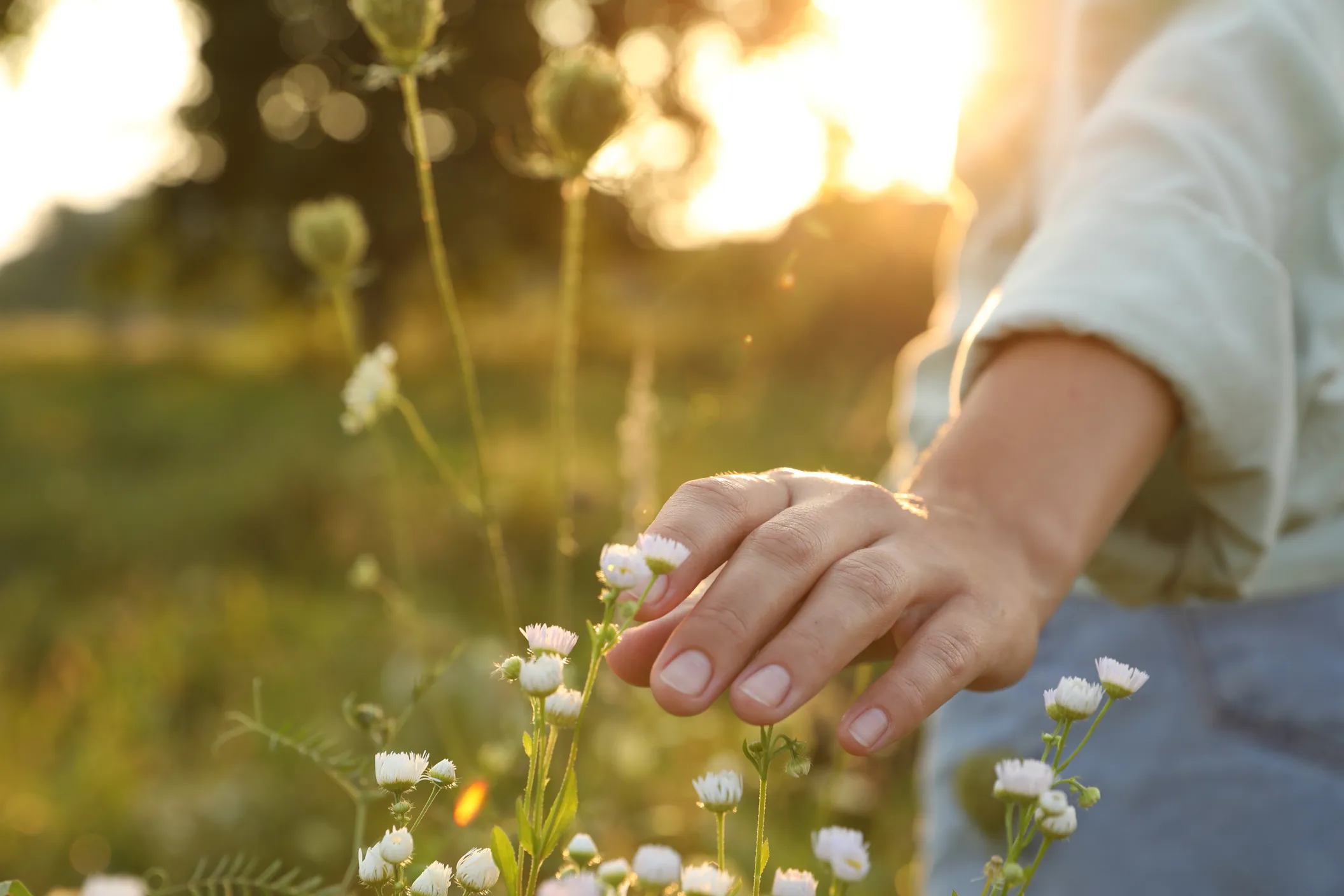 flower-field